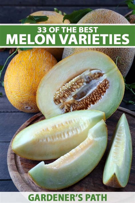 melons tue|33 of the Best Melon Varieties